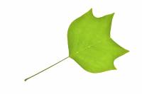 Tulipier de Virginie - feuille (Liriodendron tulipifera)